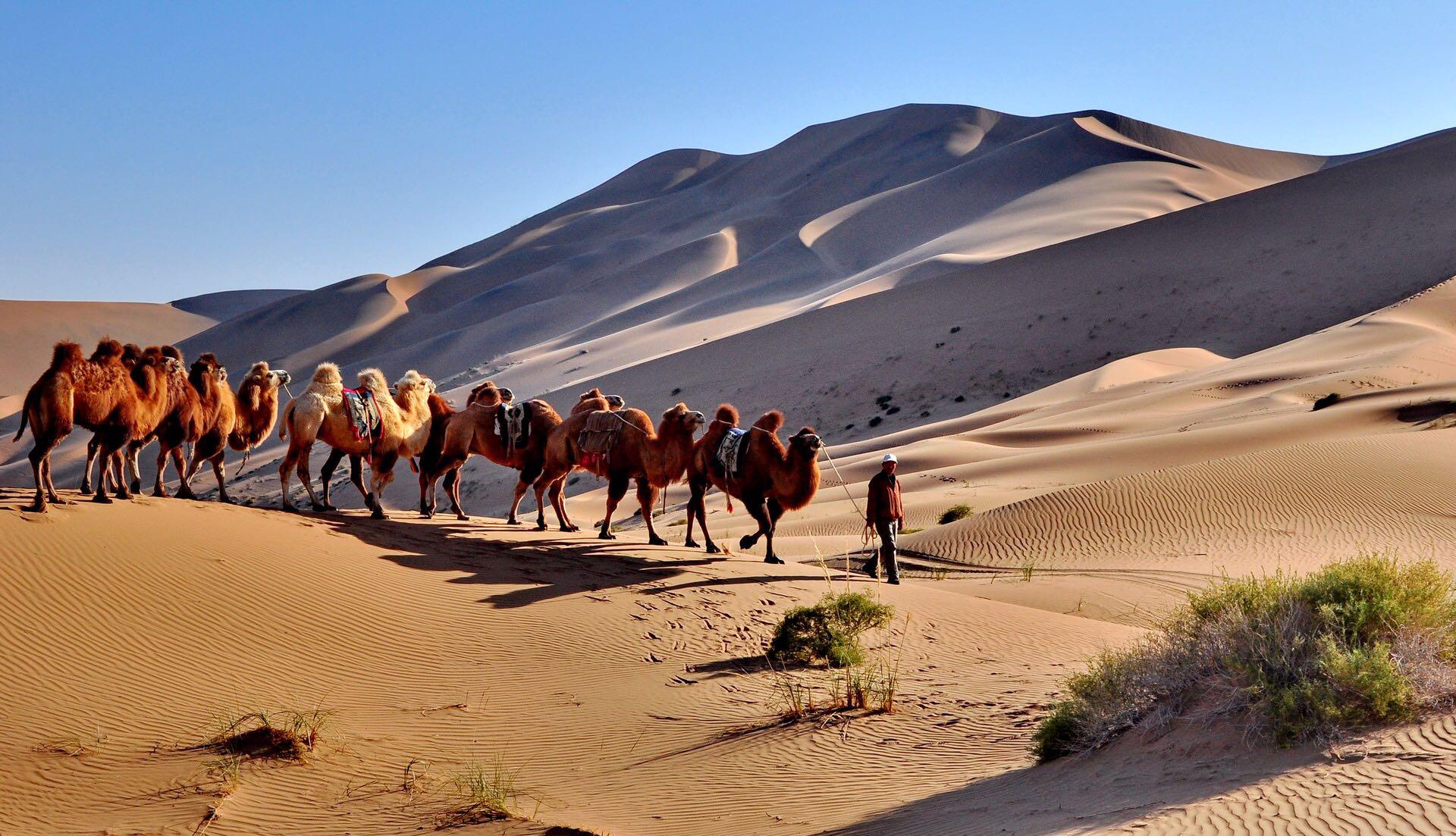 巴丹吉林沙漠中的骆驼