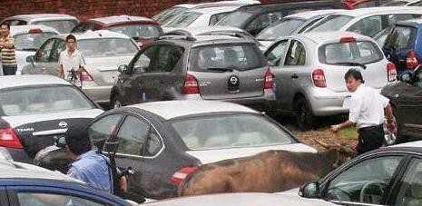 公牛停车场内瞎逛, 保安拿它没辙, 车子被刮后, 车主还得自认倒霉