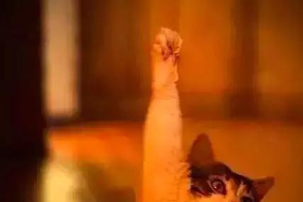 好消息！青岛还没买车的小伙伴！你们的完美新政出炉了！