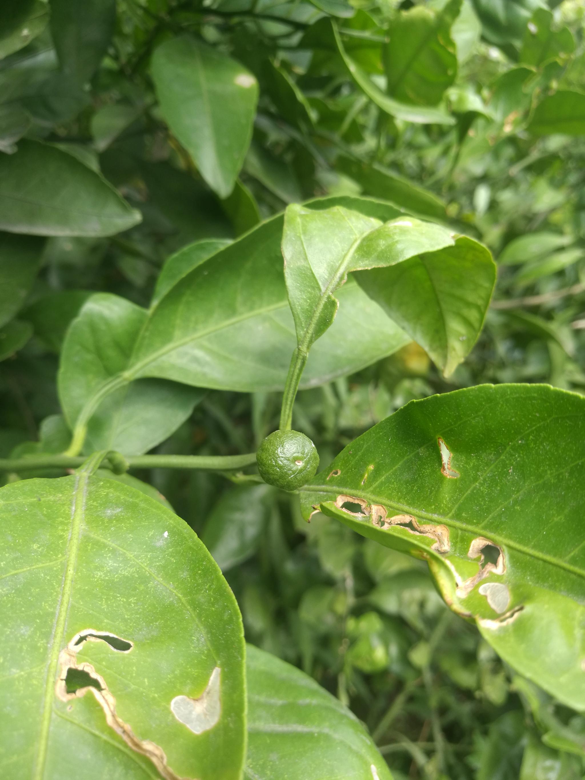 前两年栽的桔子树,今年终于长出桔子啦!