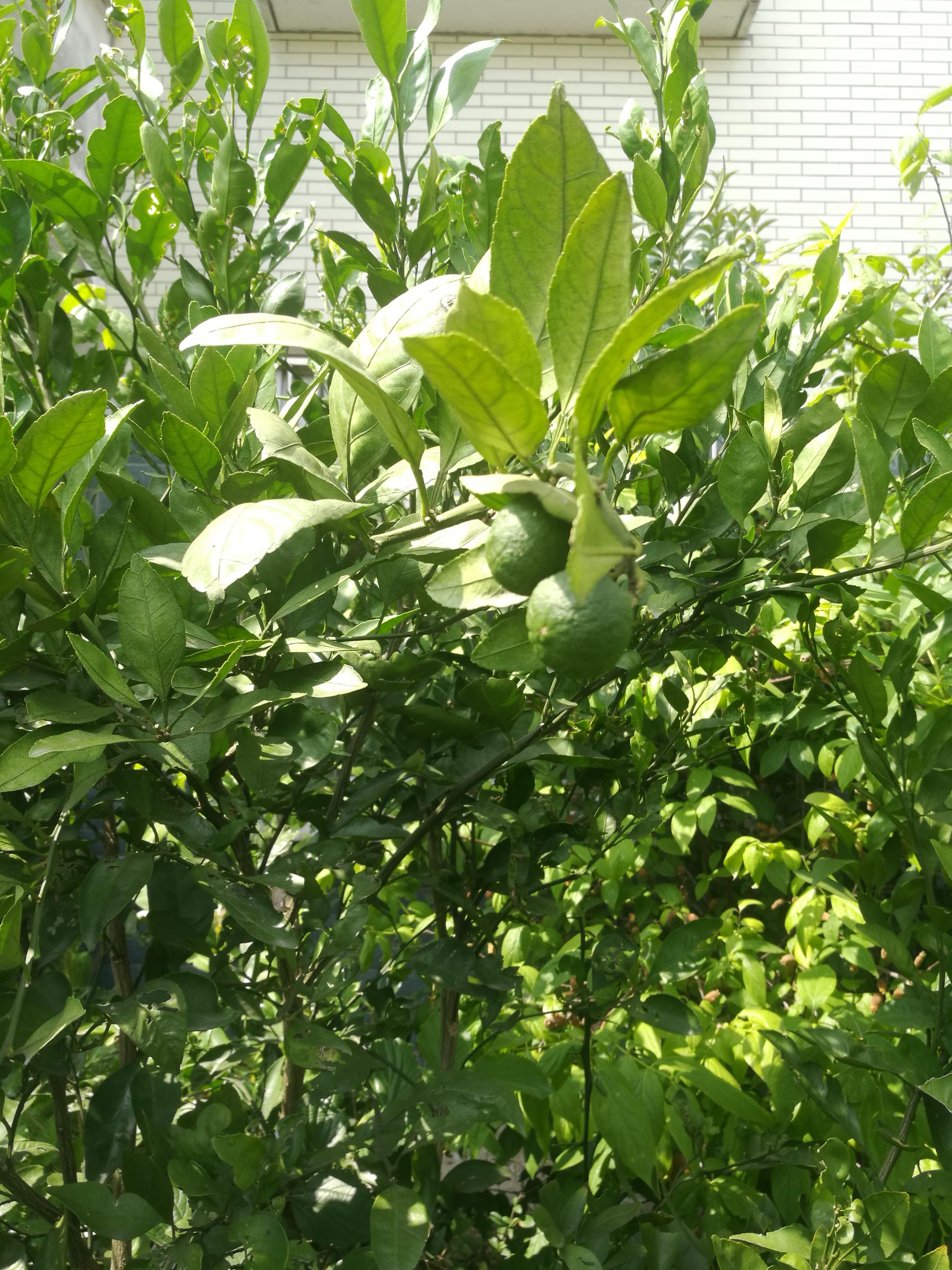 前两年栽的桔子树,今年终于长出桔子啦!