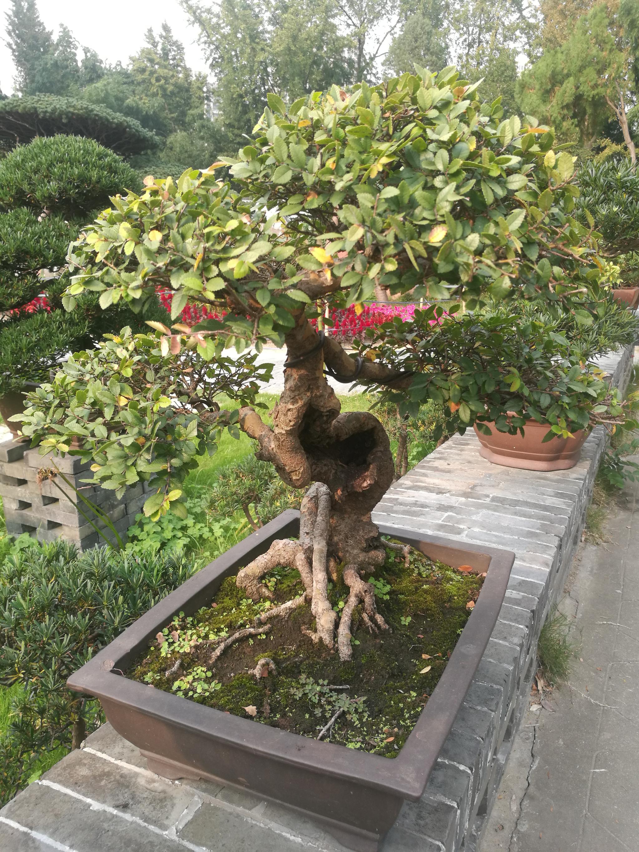 如皋水绘园盆景园,榆树盆景欣赏.