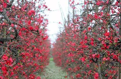 自驾最快1h！成都郊边7个地方花开正盛，地宽不挤半数都免费！