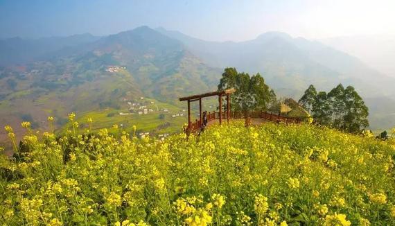 油菜花开了！实拍2018年四川第一抹春色，周末就能约一波！