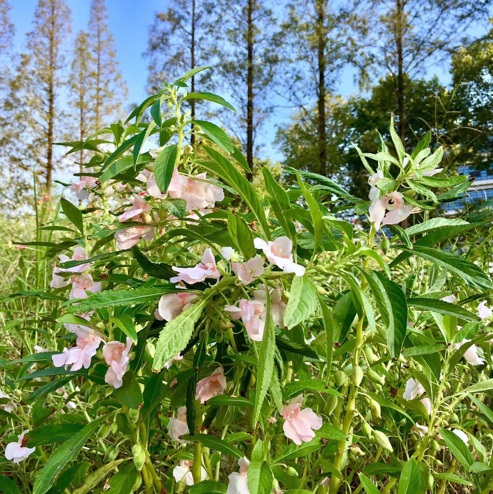花卉摄影·凤仙花(指甲花)