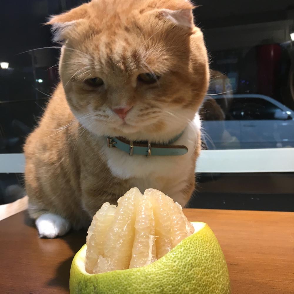胖橘猫看见柚子时的表情, 表情帝附体! 一脸忧愁