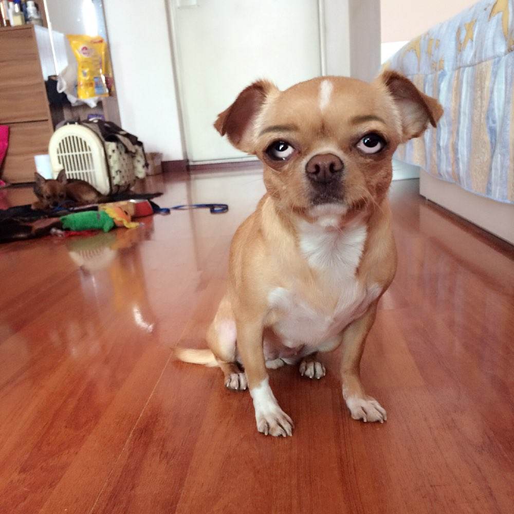 狗狗打喷嚏的原因是什么？需要注意什么？