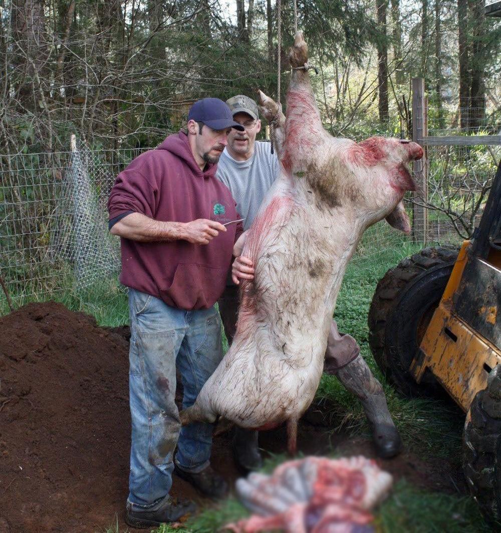 实拍美国农场主杀猪: 300斤的猪肉丢了一半, 感觉有点浪费