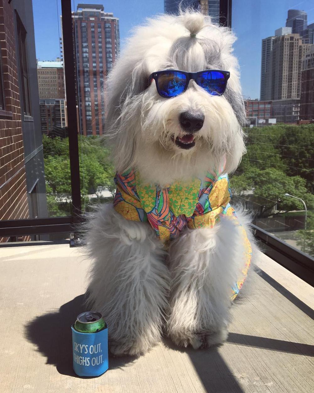 因为油漆而闻名世界的英国古代牧羊犬, XXXL号的超大抱抱熊! !