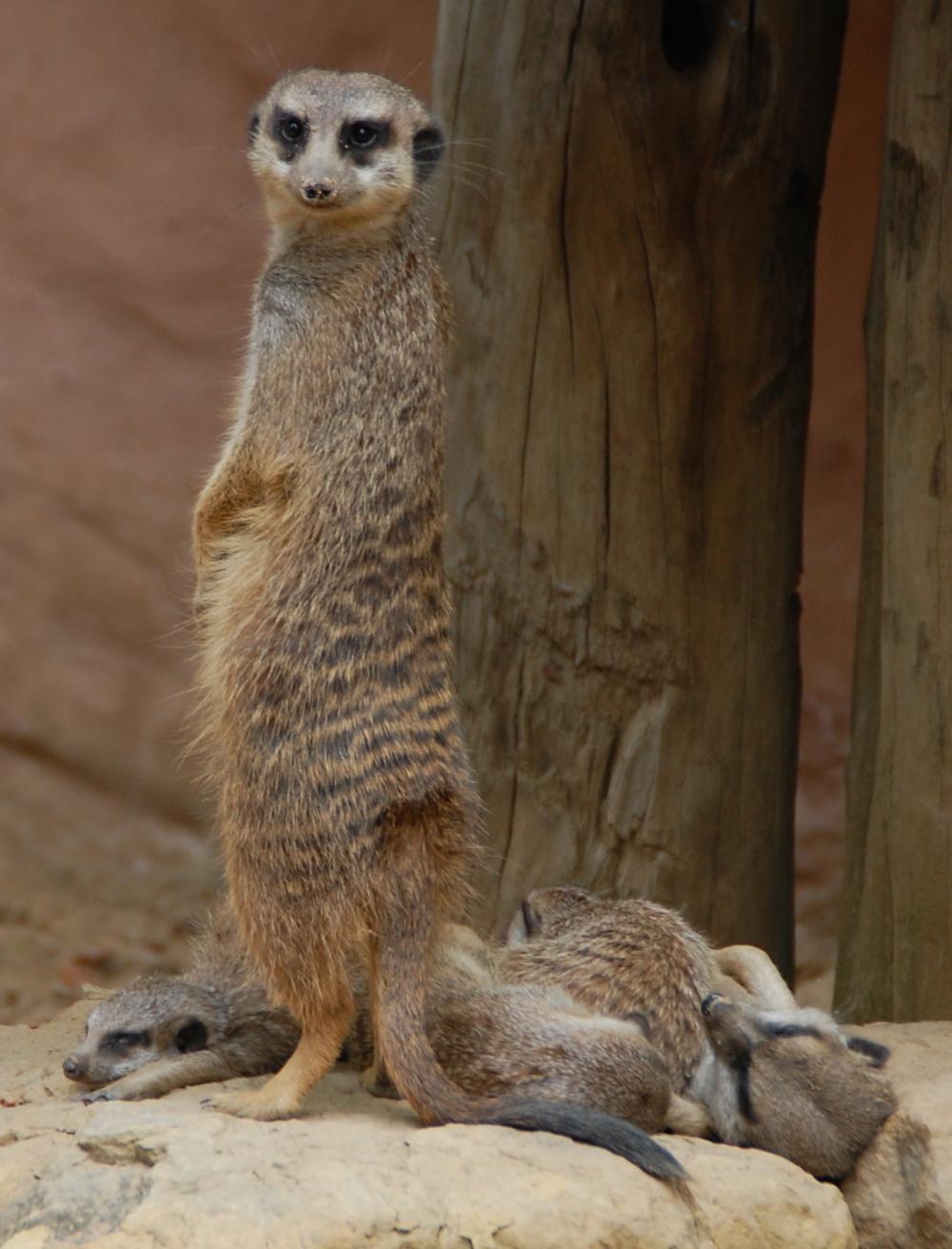 《狮子王》中的丁满是什么动物? 可以当作宠物