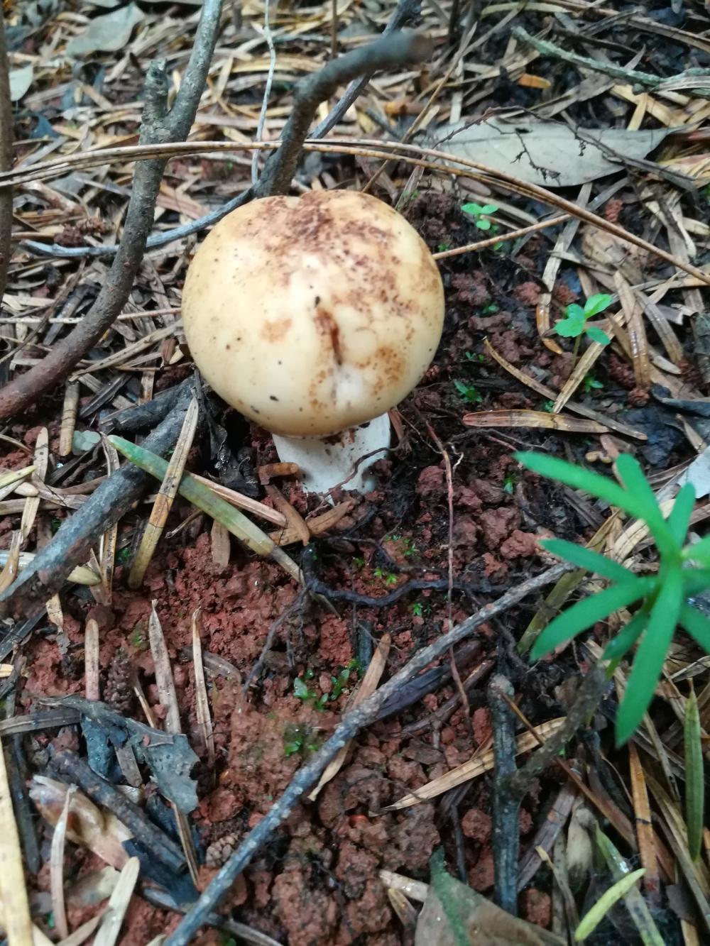 雨后来这山头溜达, 童话般的碰上了采蘑菇的小姑娘