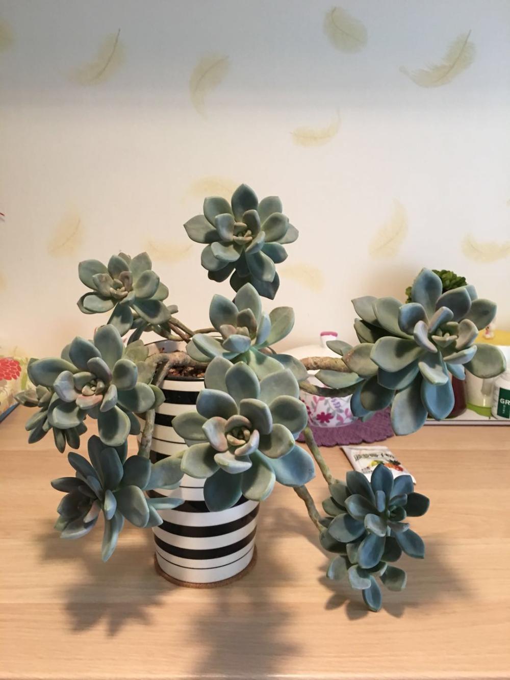 多肉植物冬美人, 你若了解这些, 怎么养怎么肥