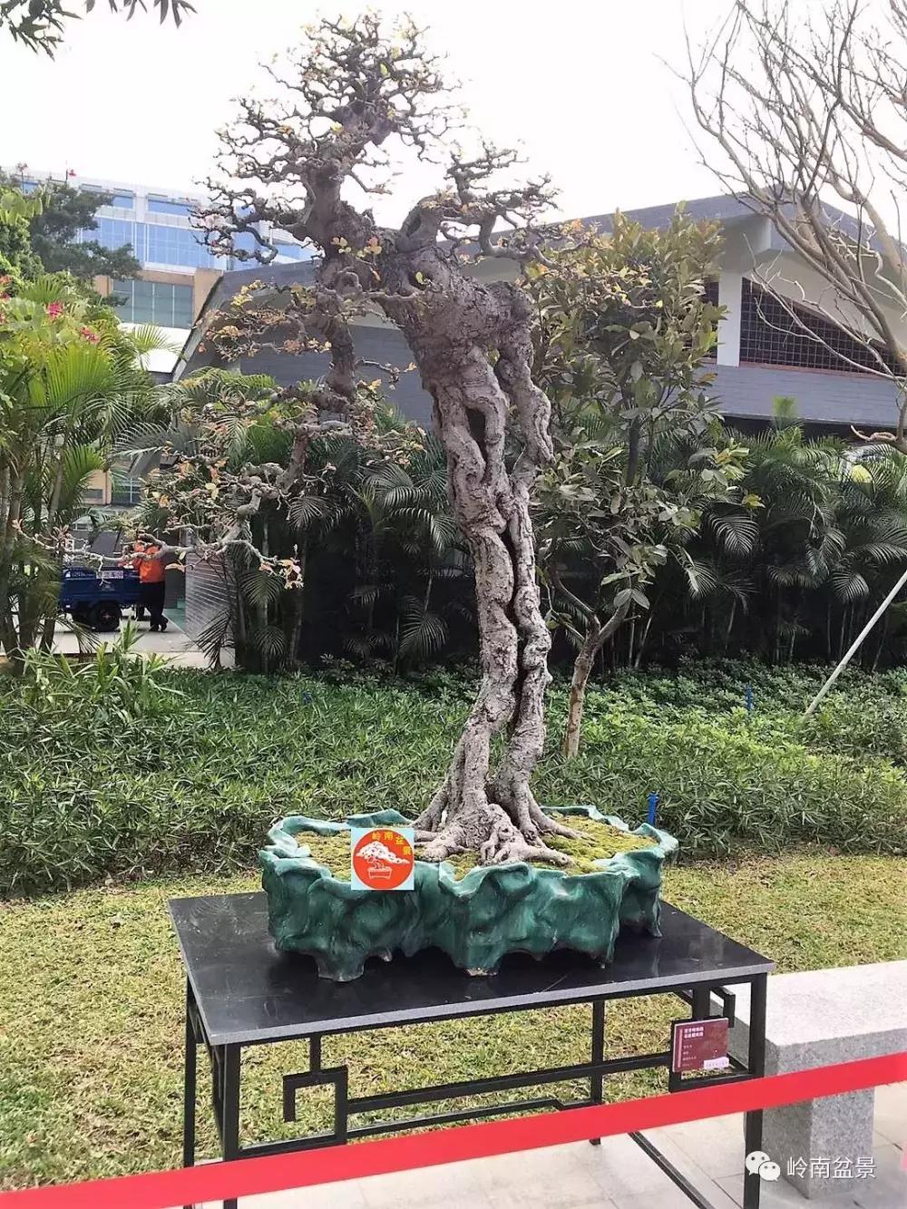 南国春来早, 群芳花枝俏, 岭南盆景佳作欣赏