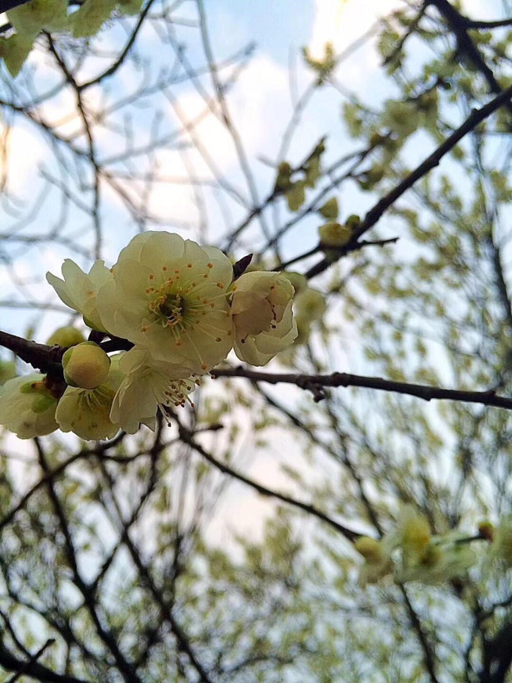 南京市花--十里梅花艳, 2018中国南京国际梅花节欢迎您得到来