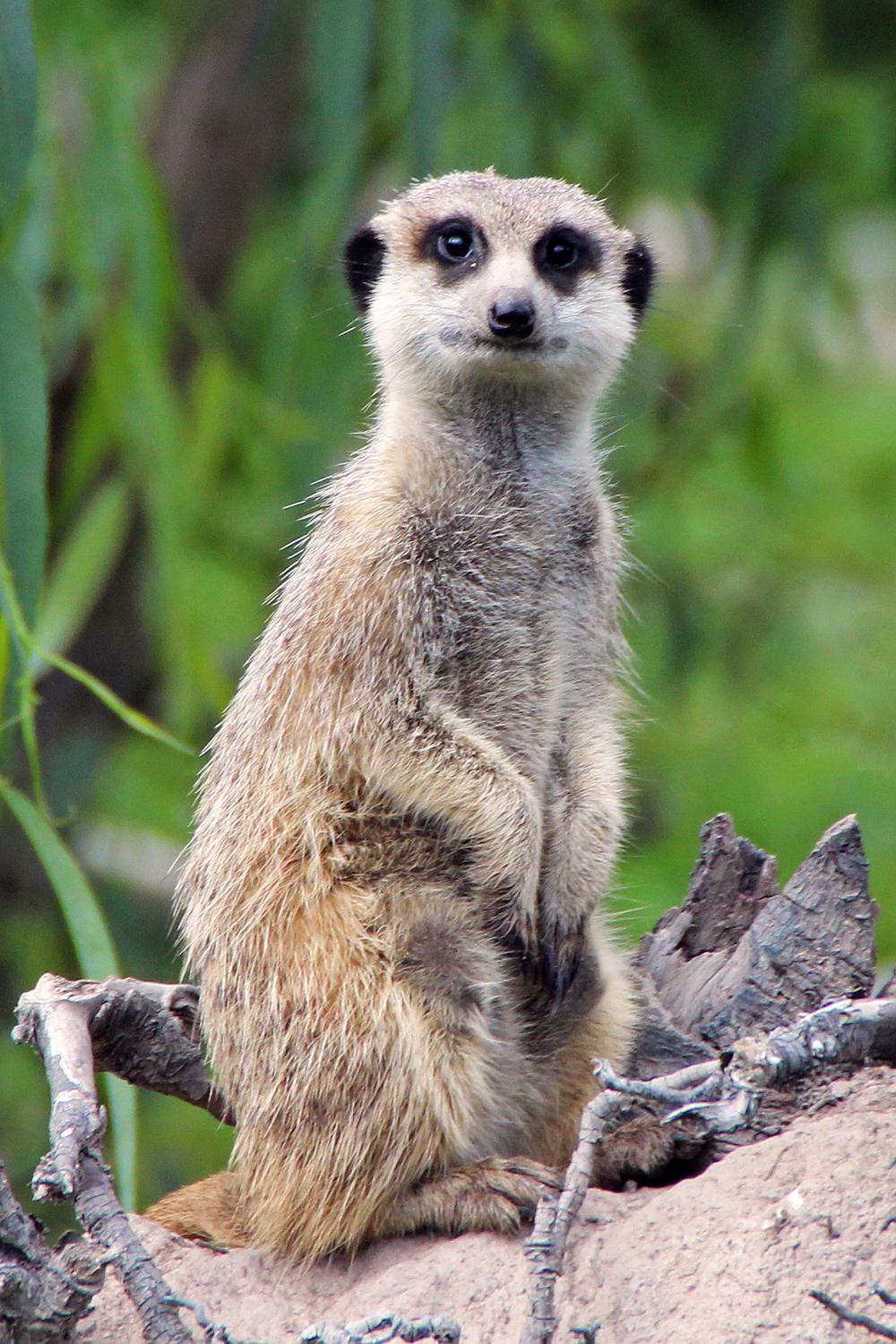 《狮子王》中的丁满是什么动物? 可以当作宠物吗?