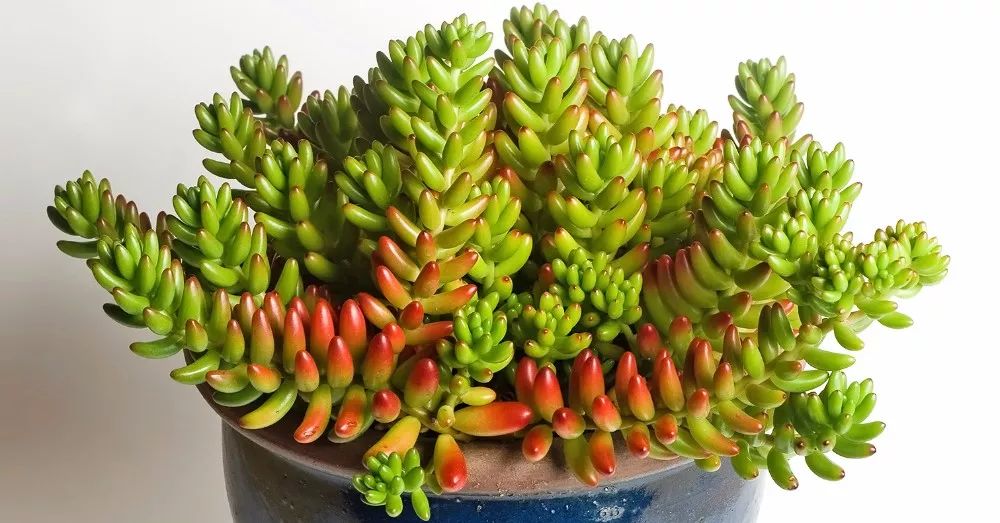 猫咪也会得甲亢?表现为一开始习惯性舔毛