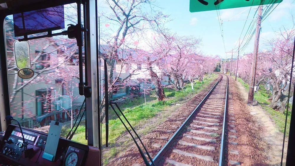 满开时间已定!再不去京都看樱花怕是来不及了