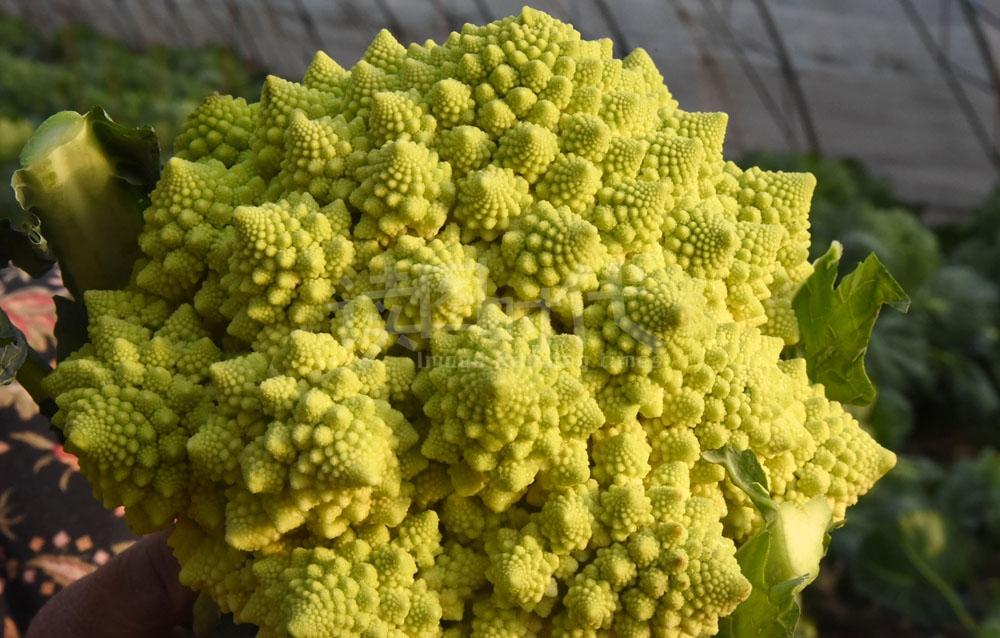 近20元一斤的宝塔菜, 有新生命食品美誉, 您应