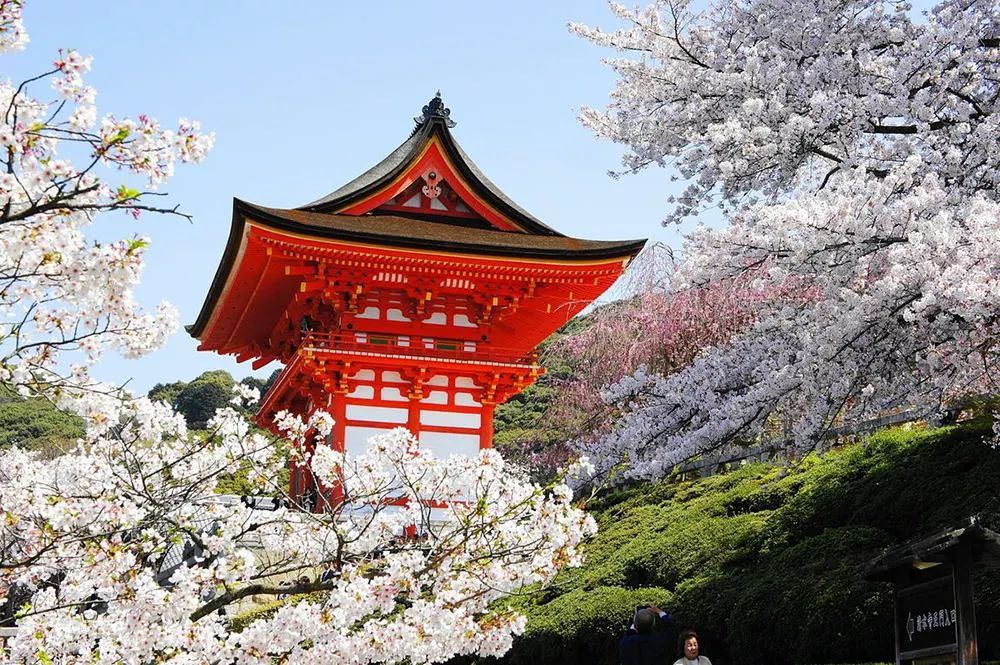满开时间已定!再不去京都看樱花怕是来不及了