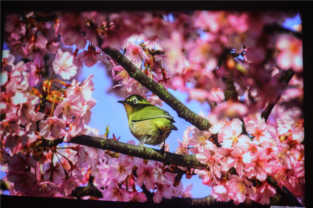 聪的大屏电视买不起?9998元性价比之王坚果S