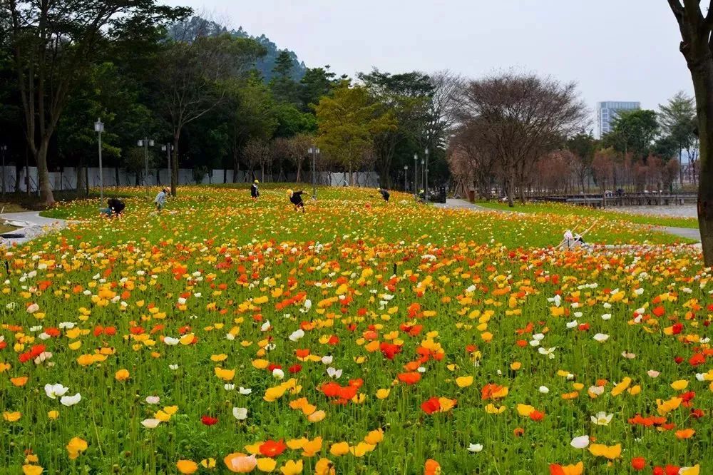 门票:免费坐标:顺德区顺峰山公园公交:304a路,307路,316路,331路,901