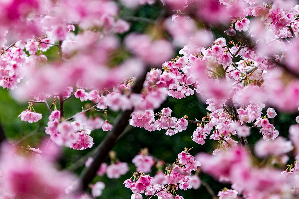 大家有眼福了,福州森林公园山樱花正盛开,景色
