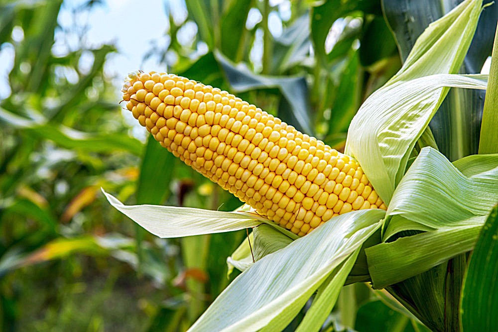 玉米高产的田间管理关键,合理密植技术栽培的