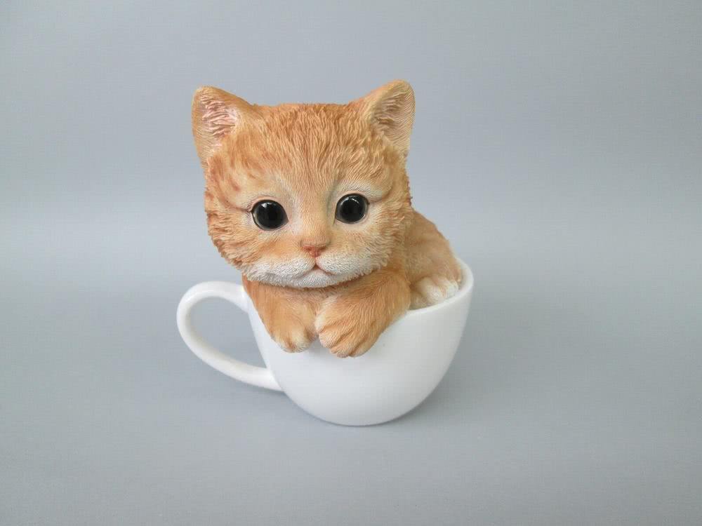 堪称史上最可爱小猫咪身材短小可以放进茶杯里面