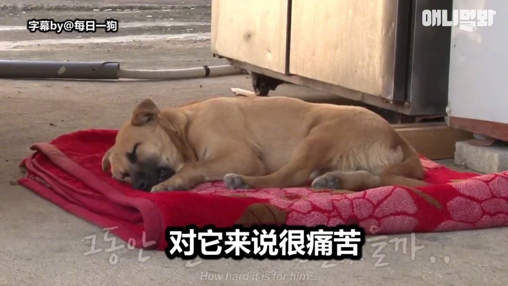 狗为啥会做噩梦 be12-fypikwt2297994.jpg