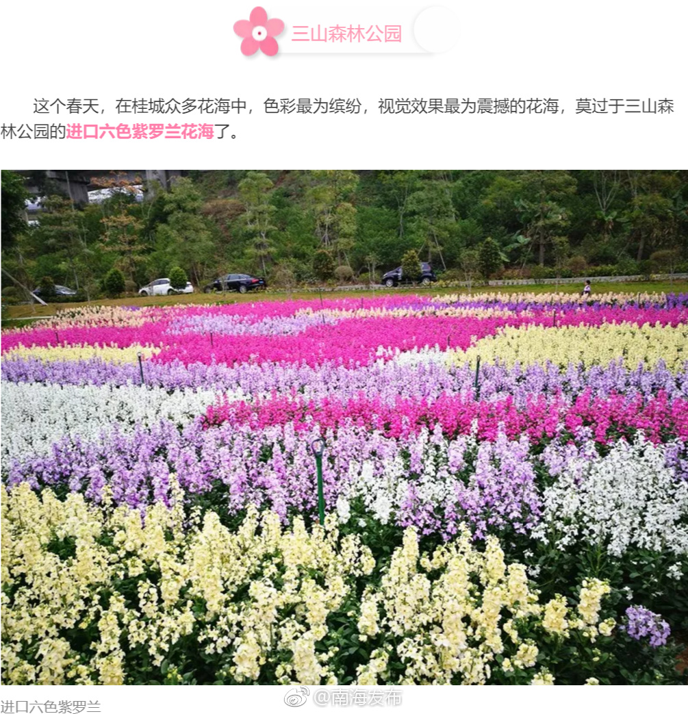 桂城这"三大花海"又来霸屏
