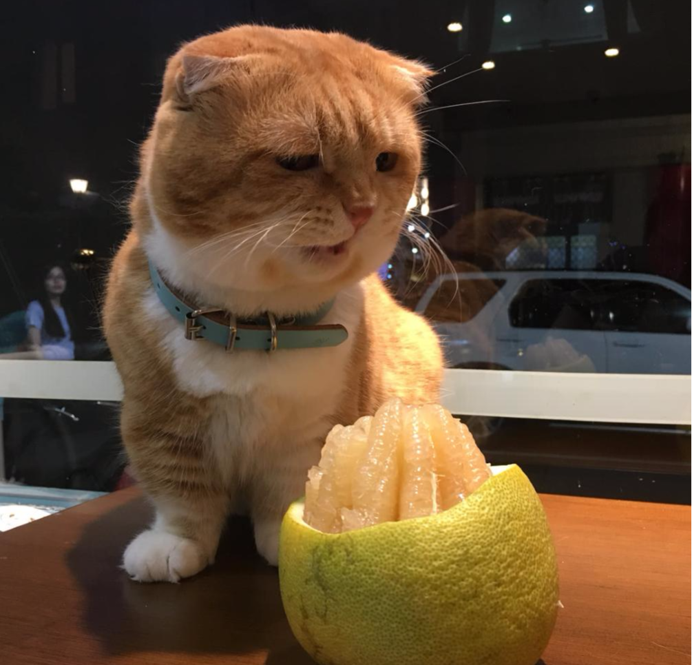 胖橘猫看见柚子时的表情, 表情帝附体! 一脸忧愁