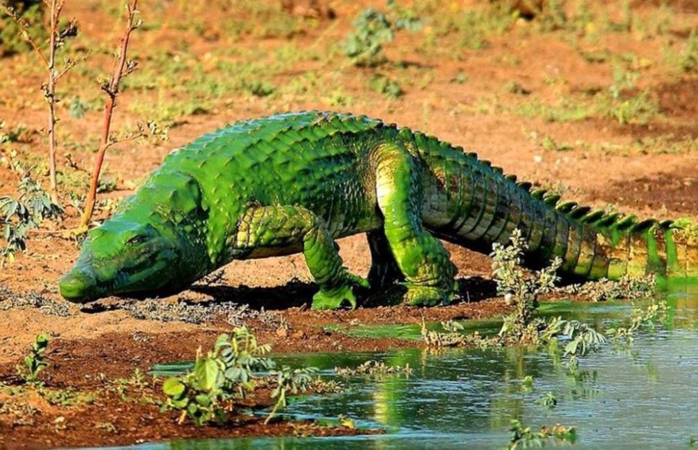 揭开万鳄之湖的秘密...