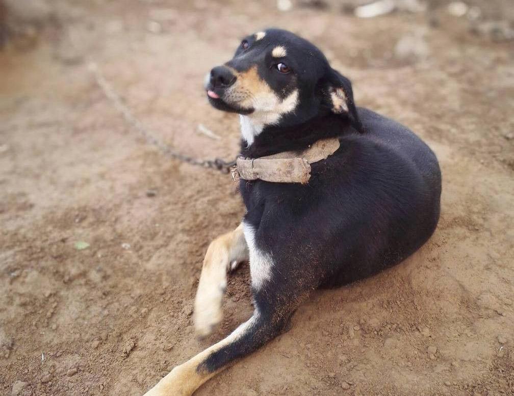 农村的四眼土狗, 传说能辟邪带财, 能看见常人看不见的东西