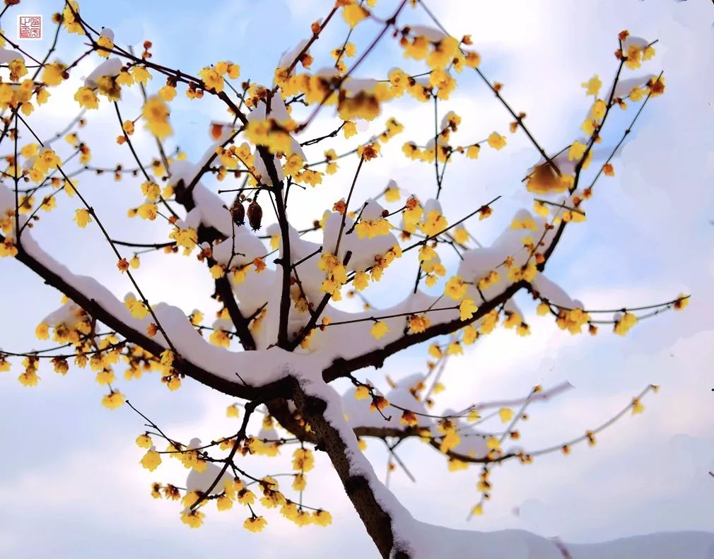 南京的梅花开了!