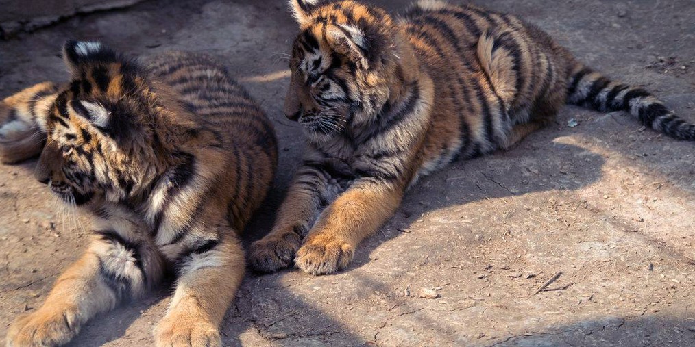 重量级的NBA球员能够打赢一只老虎或狮子吗