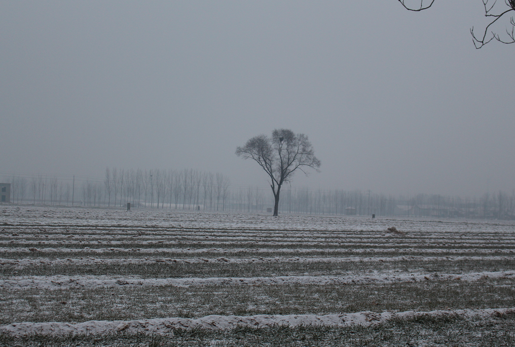 大雪后的农村是这番景象,你见过吗