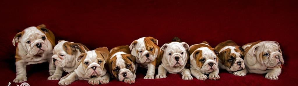 纯种英国斗牛犬鉴定方法