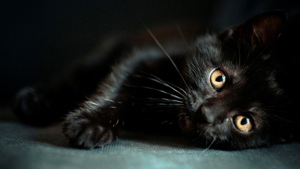 这么萌的小黑猫,难道真的是妖猫传里的白龙?