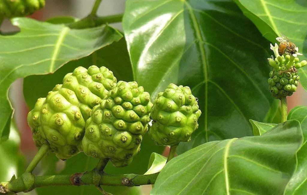 世界最丑水果排名