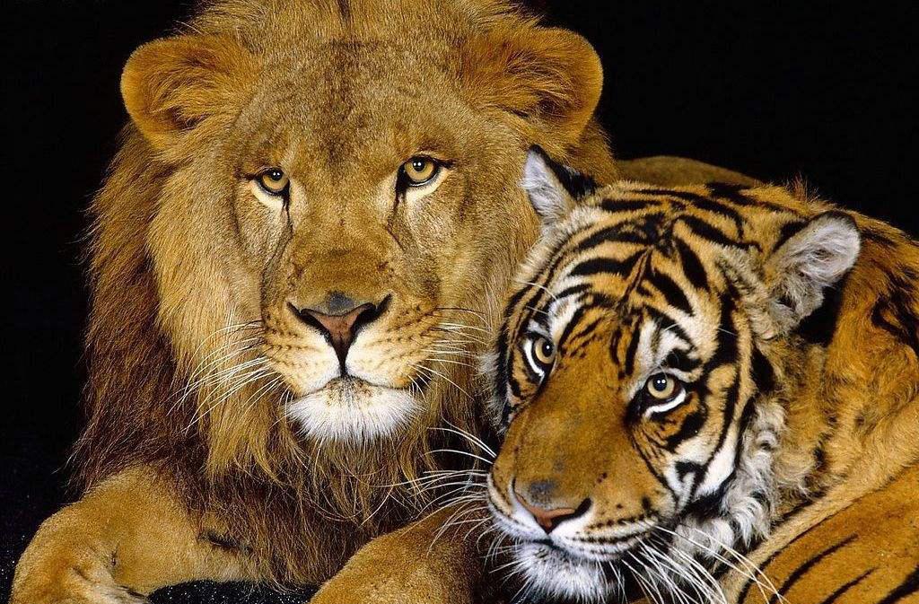 世界上最大的猫科动物狮虎兽, 会比老虎狮子更厉害?