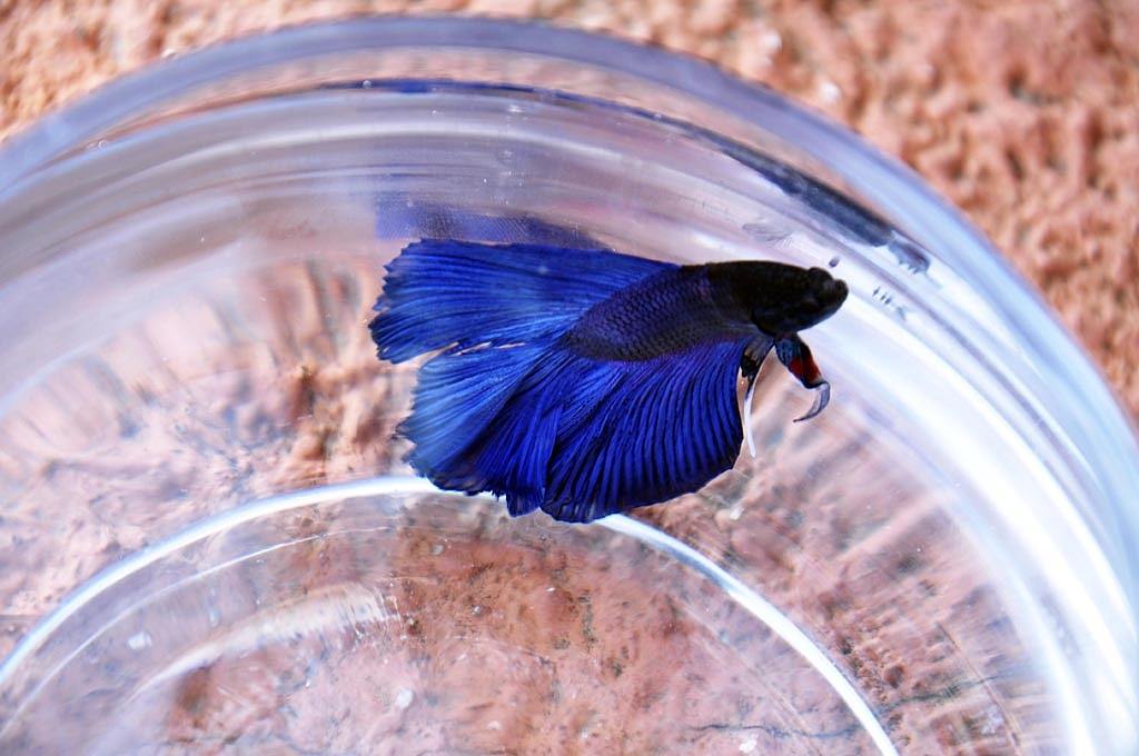 斗鱼要怎么养 斗鱼常见病及解决办法有哪些呢