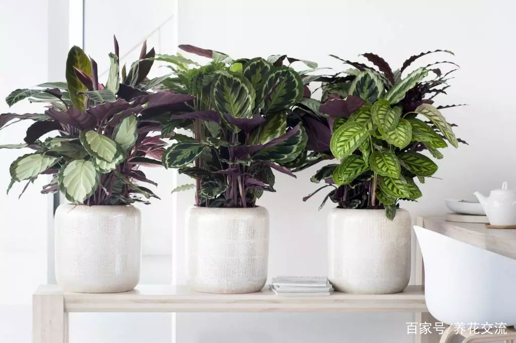 适合养在办公室和家里特别耐阴的13种植物,没阳光或半阴都能养
