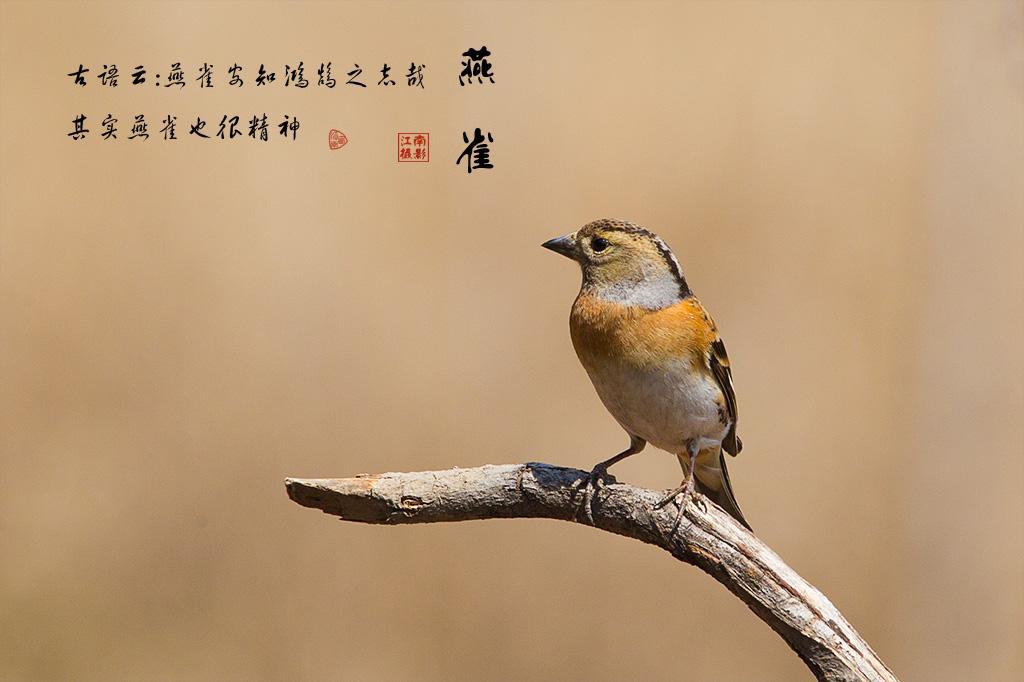 燕雀安知鸿鹄之志哉? 燕雀 大家都是鸟, 装什么凤凰? 燕雀安知鸿鹄之志哉? 燕雀 大家都是鸟, 装什么凤凰?