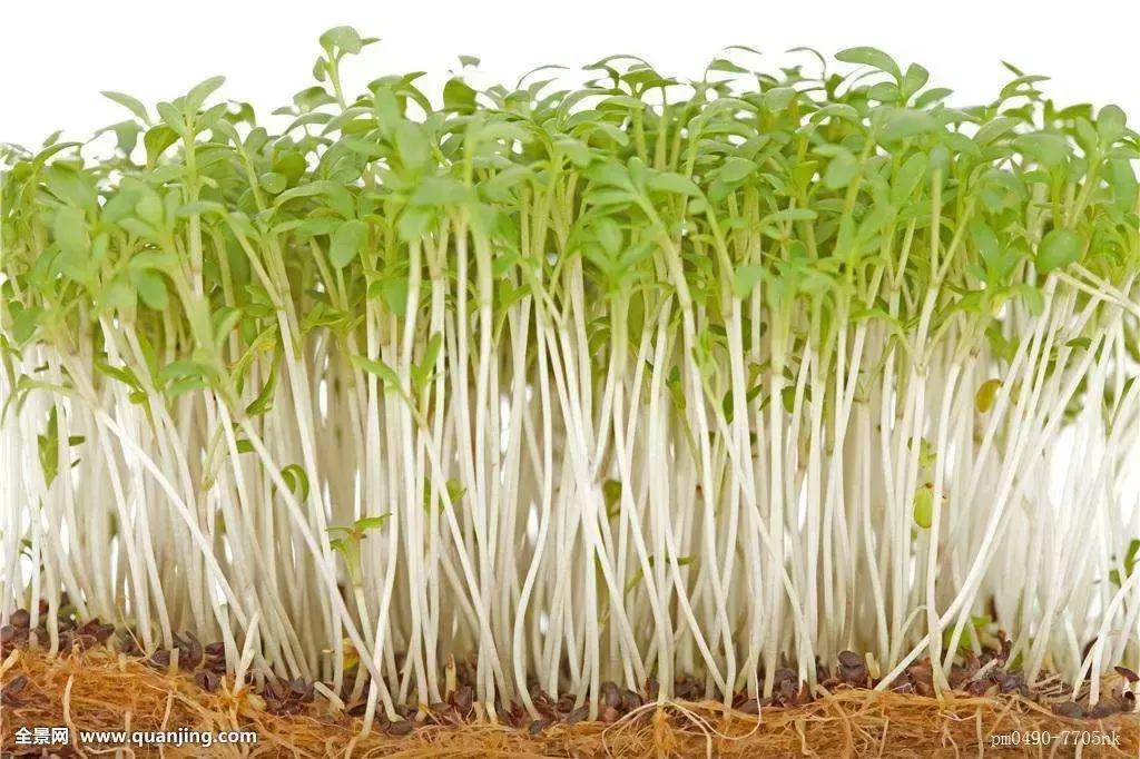 《舌尖上的中国》第三季里的水八仙在芜湖这里