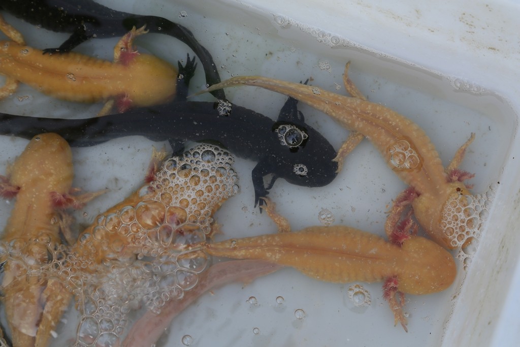 罕见的六角龙鱼你见过吗 不宜将它个体混养因为它会"孤独"而死