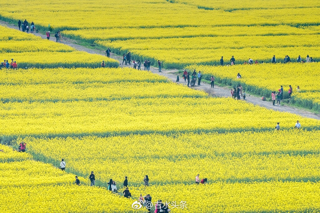 吉水县乌江镇油菜花旅游节美景大图(一)