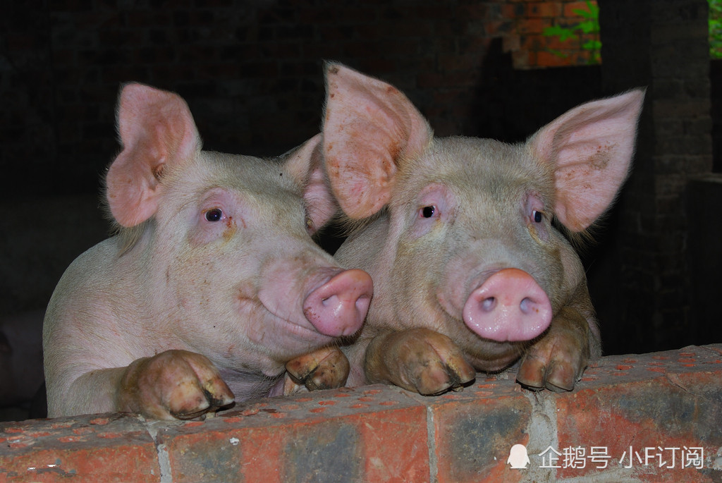 直击山里的一家三口,猪栏里的两只猪是全家的希望