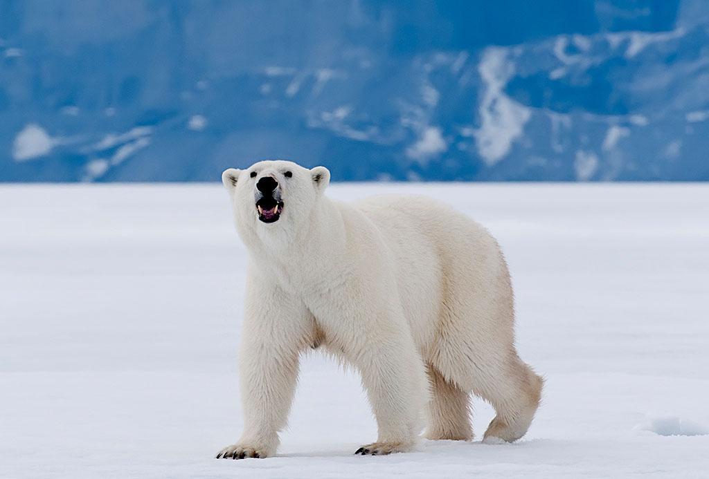 世界十大濒临灭绝的珍稀动物