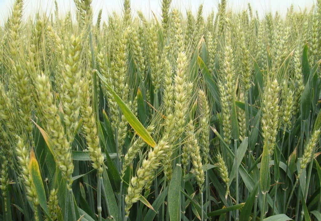 2018年的粮食价格仍然会下跌, 农民应该做好哪