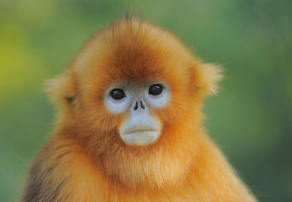 我国有哪些独有的珍稀动物近乎灭绝?